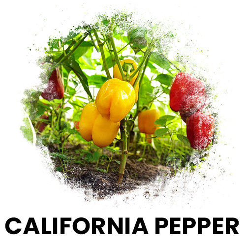 california biber