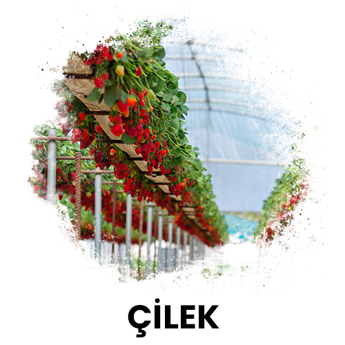 çilek