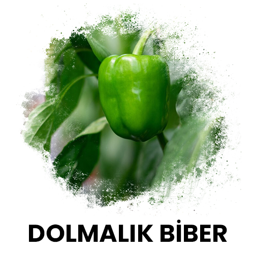 dolmalık biber