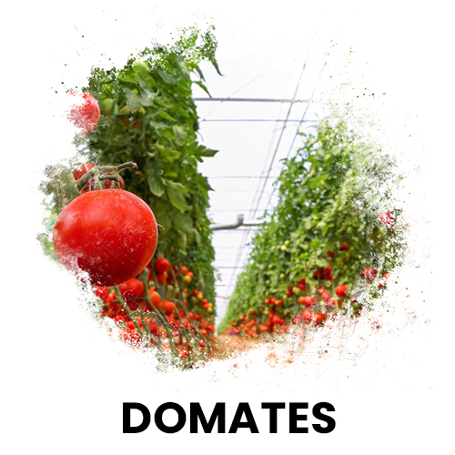 domates