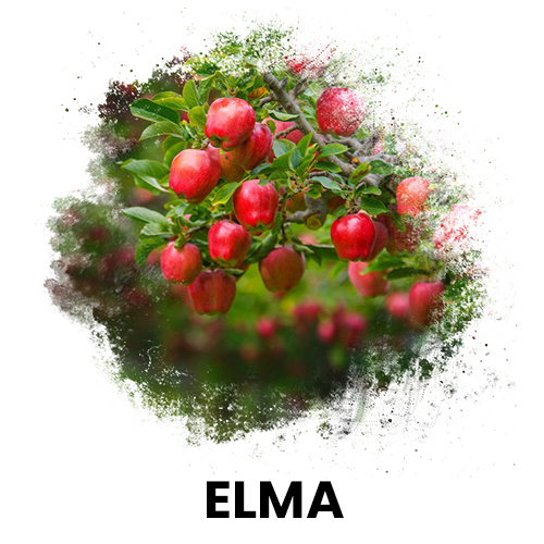 elma
