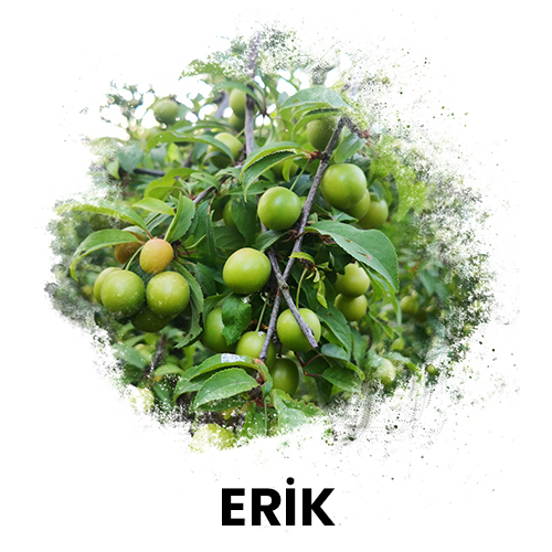 erik