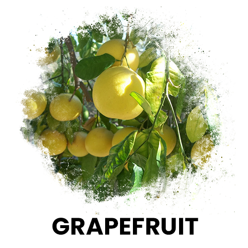 greyfurt