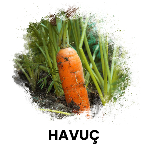 havuç