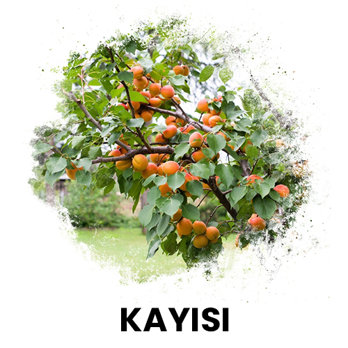 kayısı