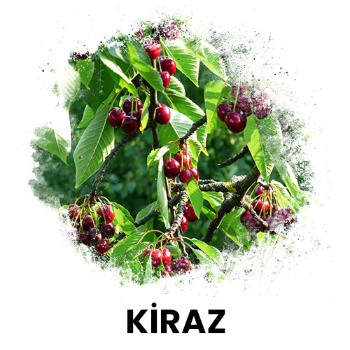 kiraz