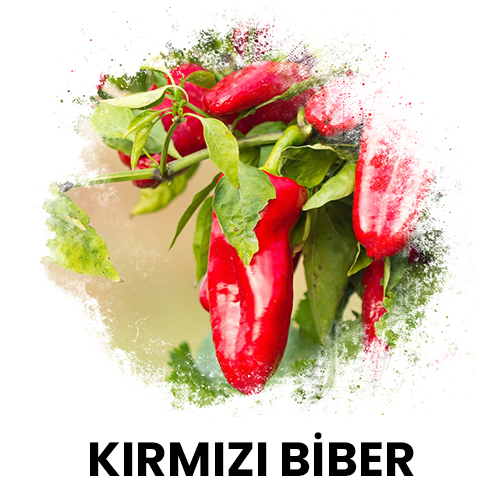 kırmızı biber