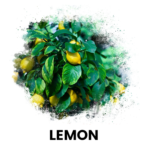 limon