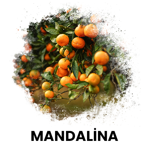 mandalina