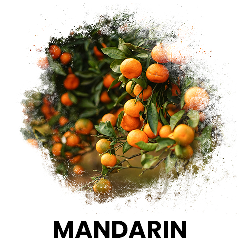 mandalina