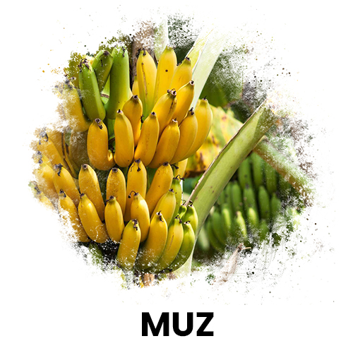 muz