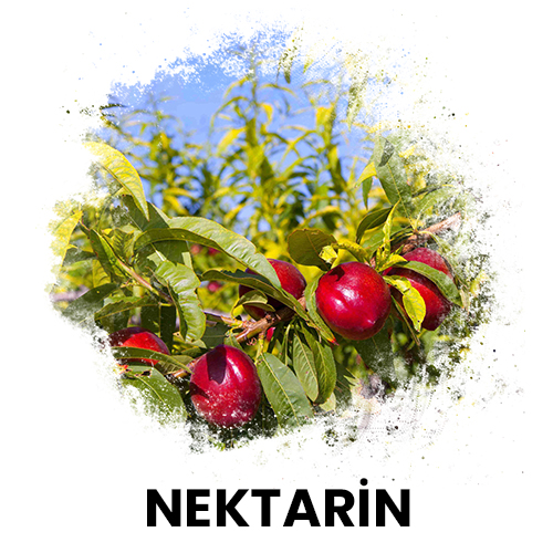 nektarin