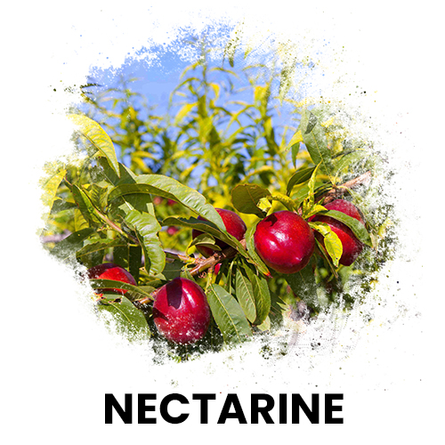nektarin