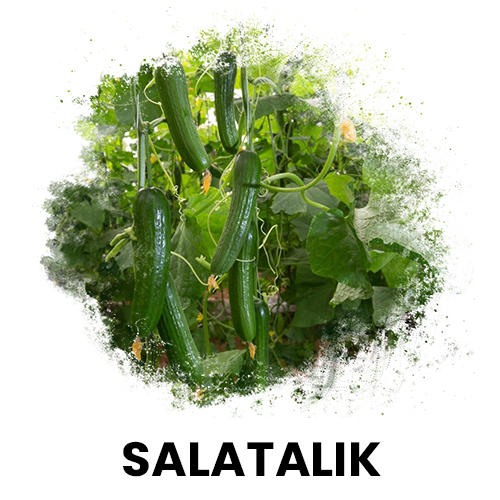 salatalık