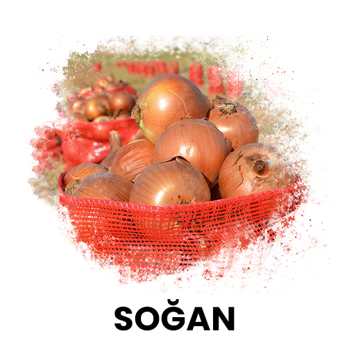 soğan