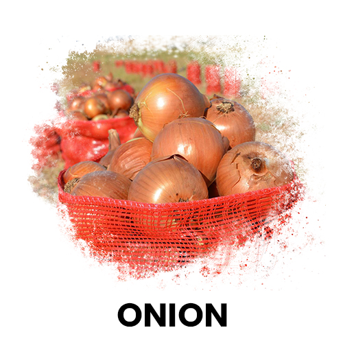soğan